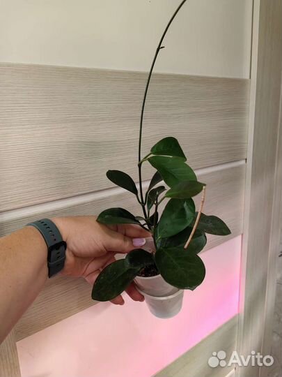 Хойи и цветы разные