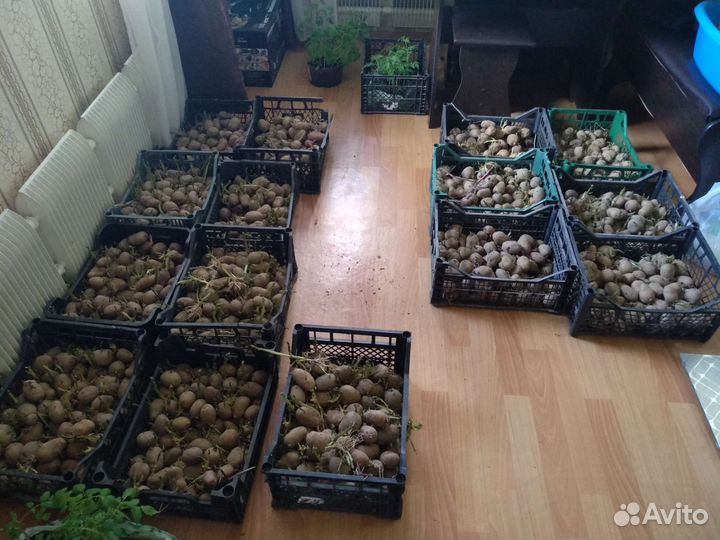 Картофель для посадки, семена