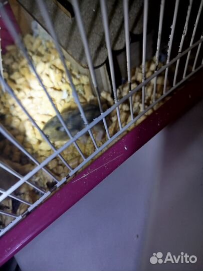 Хомяки джунгарики