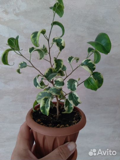 Фикус бенджамина Ирэн