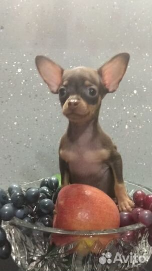 Щенки русский той (той-терьер)