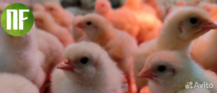 Цыплята, индюшата, утята, бройлер, несушка