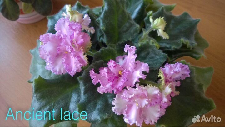 Детки сортовых фиалок