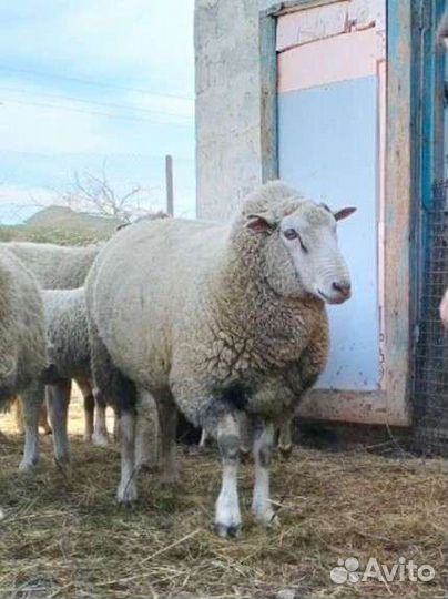 Баран-производитель на племя