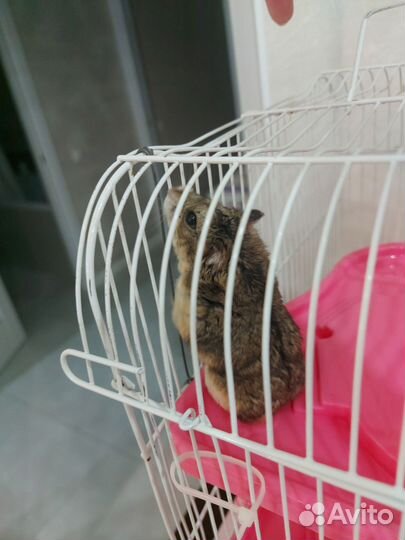 Хомяк с клеткой