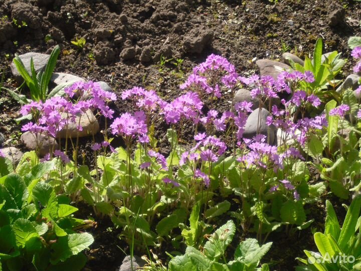 Садовые цветы и растения