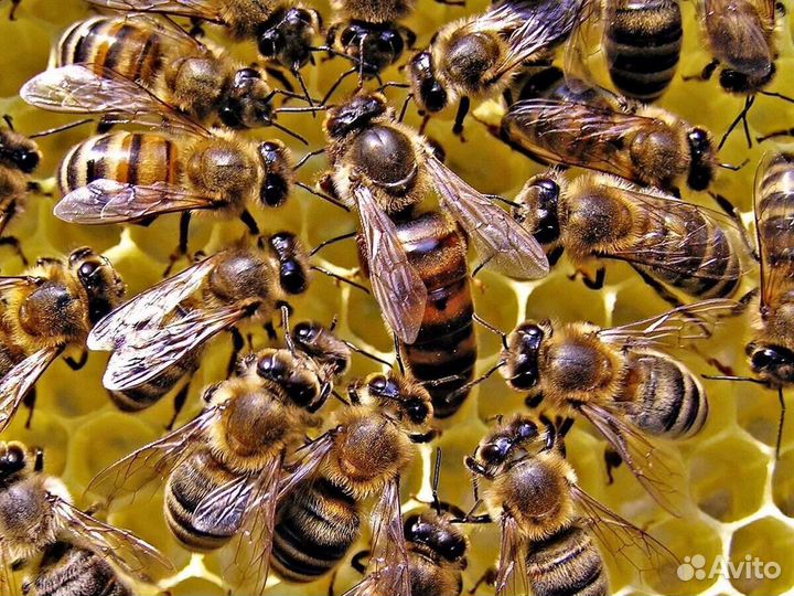 Продаю пчелосемьи