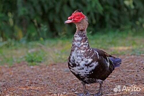 Индоутки, семья индоуток, селезни