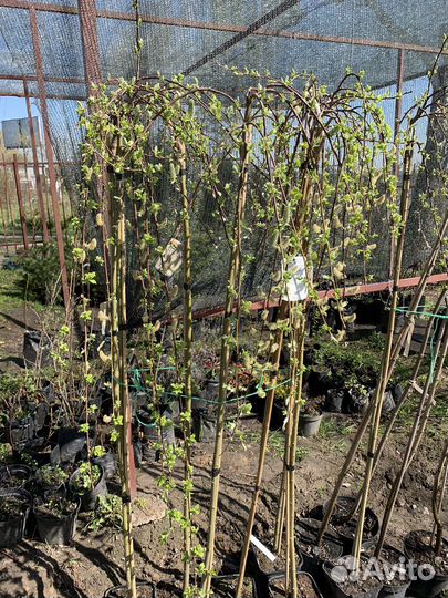 Ива на штамбе Килмарнок