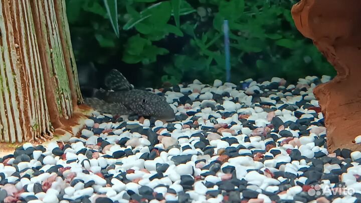 Аквариум в сборе