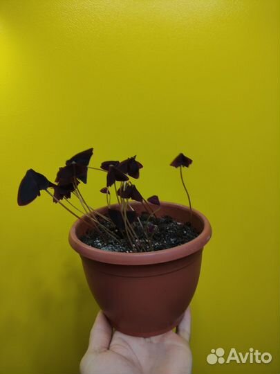 Кислица оксалис