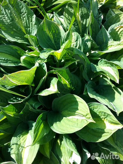 Хосты кустами