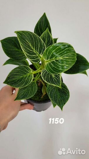 Филодендрон