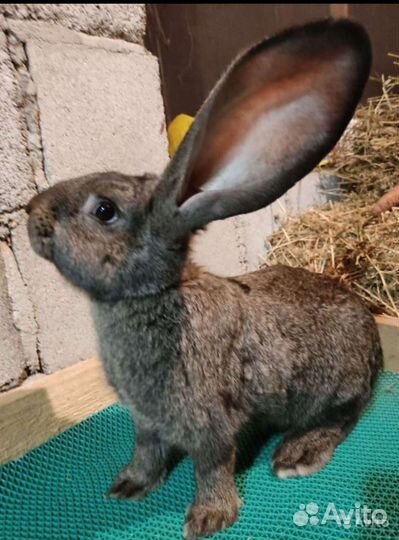 Кролики продажа