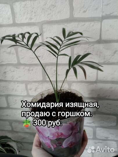Комнатные цветы разные