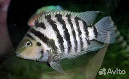 Живая рыба
