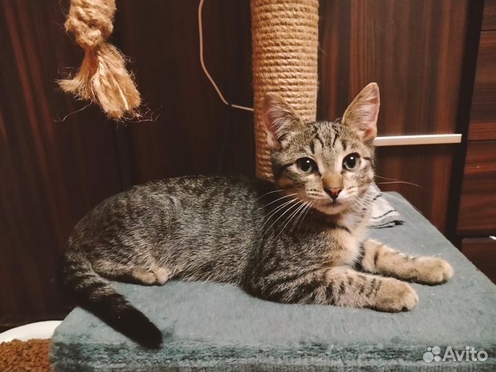 Котенок мальчик в добрые руки