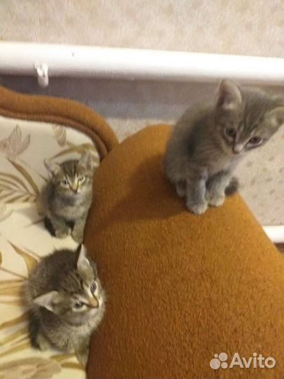 Отдам котиков и кошечек в добрые руки