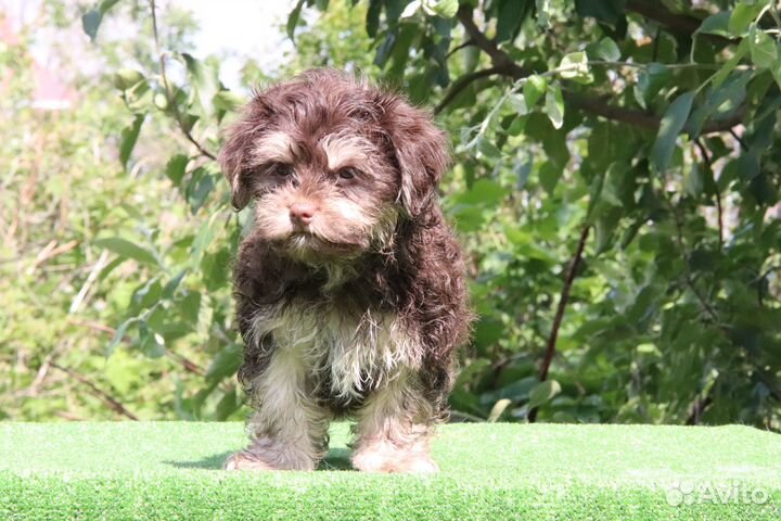 Щенки русской цветной болонки