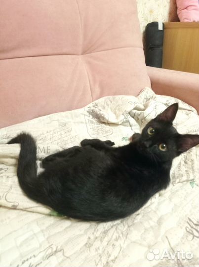 Ищу любящее сердце и добрые руки