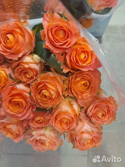 Розы с крупным бутоном 60 см