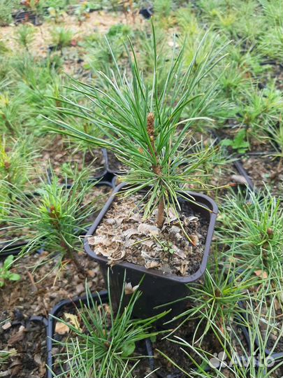 Саженцы кедра сибирского 3 года