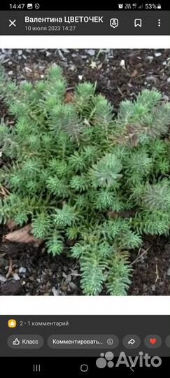 Почвопокровные растения