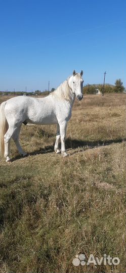 Жеребец 7лет,рабочийвыполняет все сел/работы