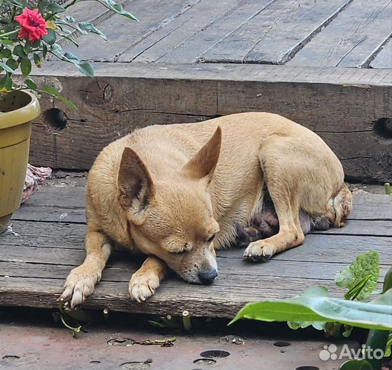 Той-терьер девочка