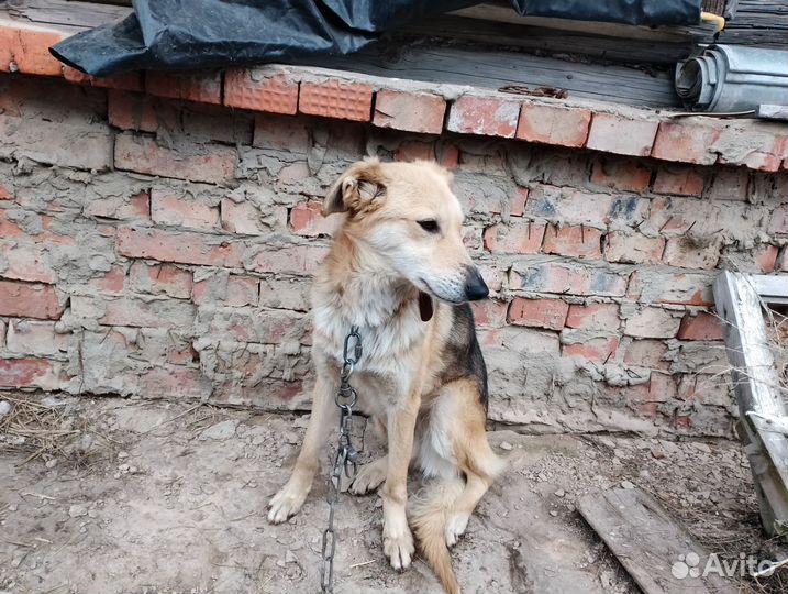 Собаки в добрые руки