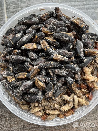 Замороженные сверчки