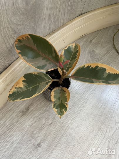 Кротон, фикус Белиз, Педилантус