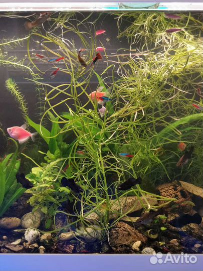 Аквариумные растения