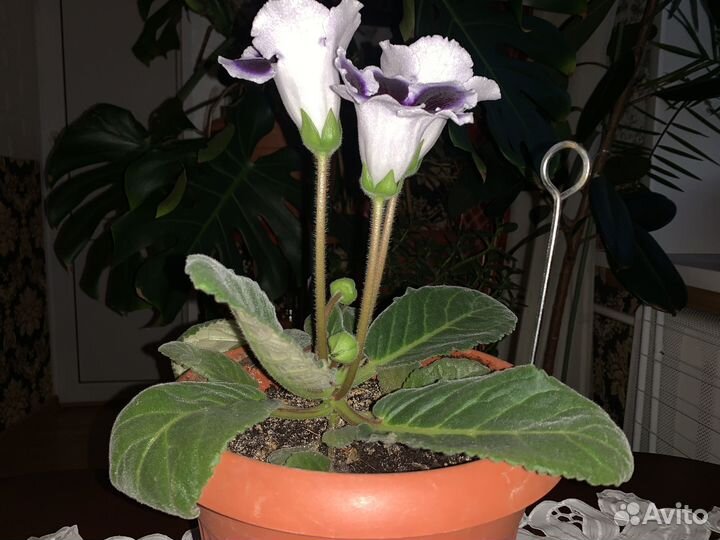 Цветок домашний