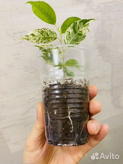 Фикус Эльдорадо