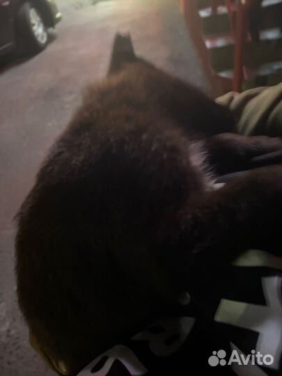 Маленький щенок на улице