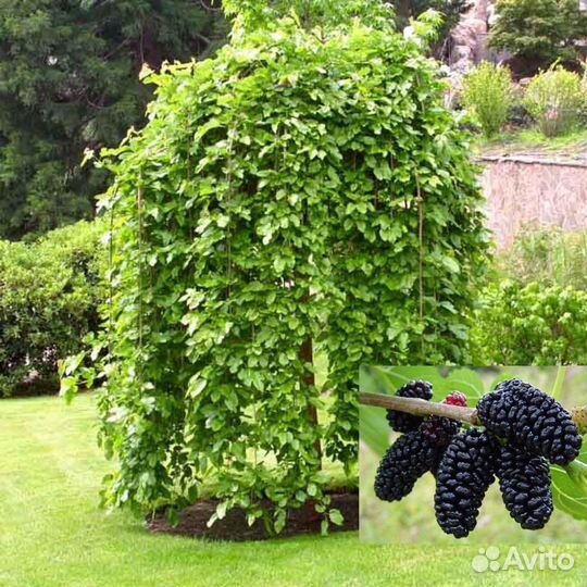 Шелковица на штамбе