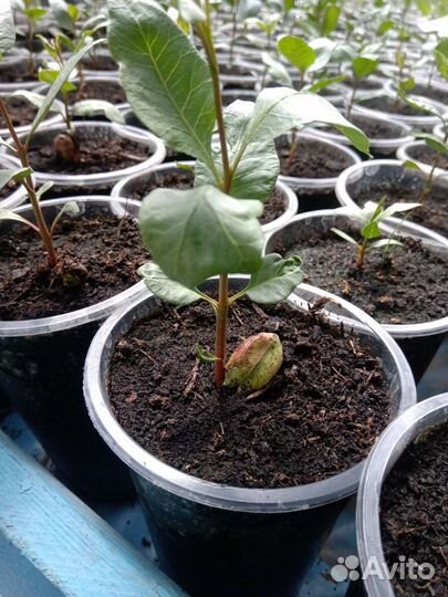 Саженцы Фисташки