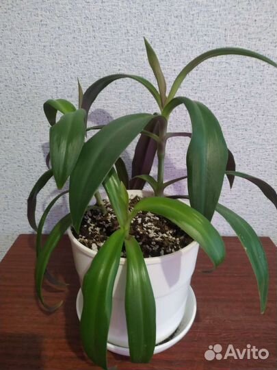 Традесканция рео