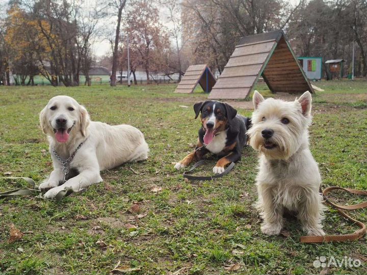 Дрессировка собак кинолог