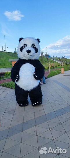 Надувная панда 2.6м. Поздравление, Аниматор