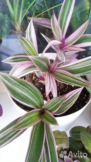 Традесканции сортовые