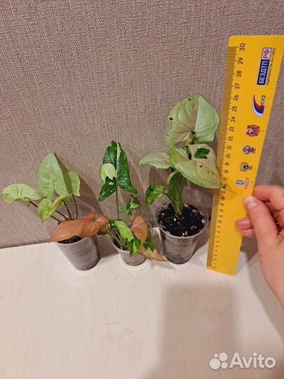 Сингониум набор