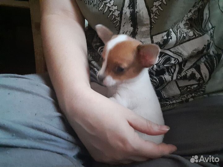 Той-терьер девочка