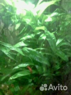 Аквариумные растения и грунт цветной
