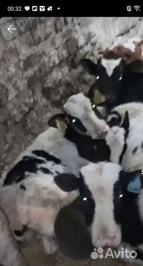 Бычки на дорост