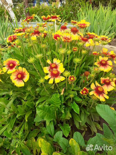 Многолетние цветы