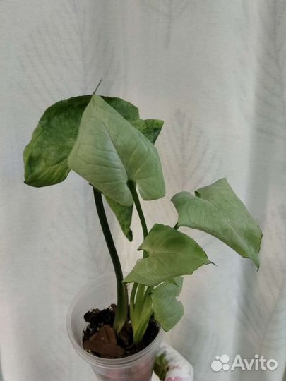 Сингониумы