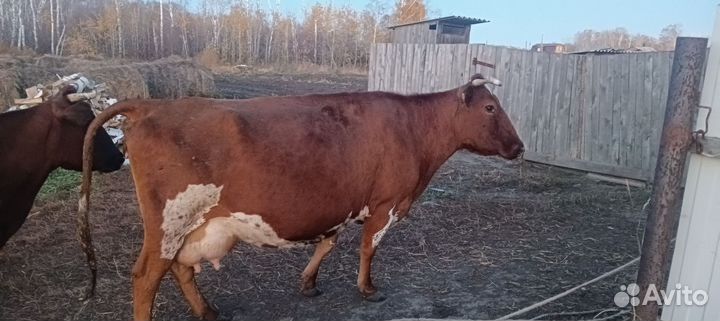 Корова высокоудойная