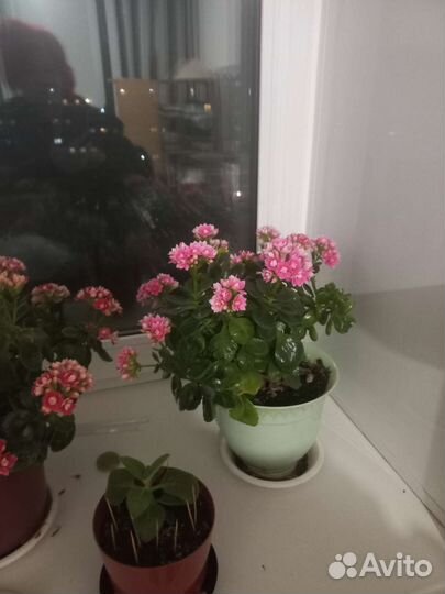 Детки цветка коланхоэ каландива